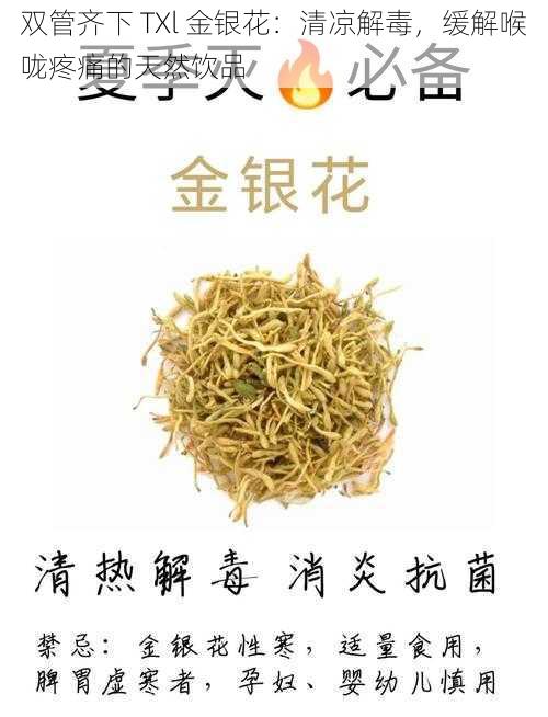 双管齐下 TXl 金银花：清凉解毒，缓解喉咙疼痛的天然饮品